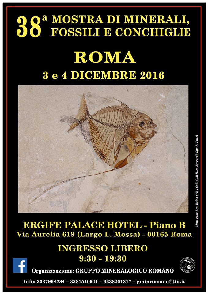 38 Mostra di Minerali,Fossili e Conchiglie ERGIFE (Roma)